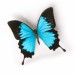 motýlik
